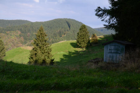 Bergwiese in Lerbach im Harz