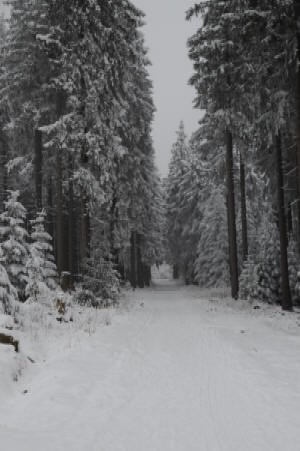Harzer Winterwald