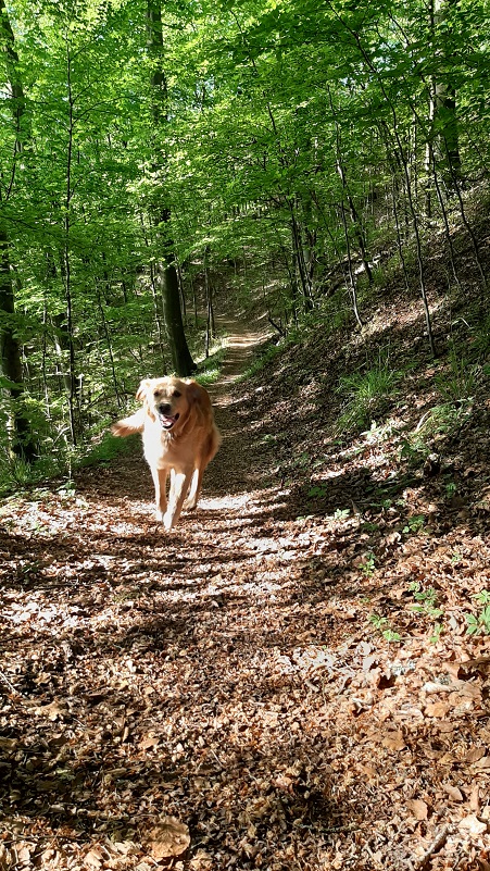 Hund und Frauchen genießen den Ausblick von einer Harzer Bergwiese
