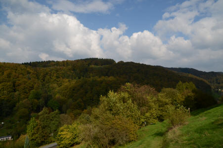 Harzer Wald und Bergwiese